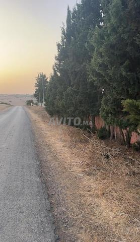 ارض 5000متر محفضة على شارع 3كم من تيفلت