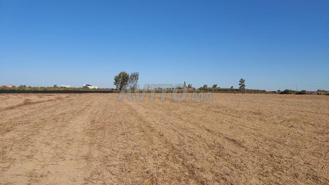 Ter titre 15000m2 sehoul salé