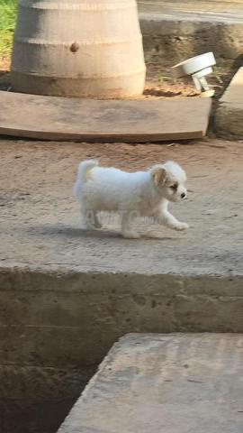 Chiots bichons Animaux Domestique à Rabat