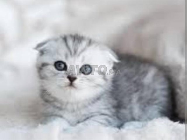 Chat bébé gris clair