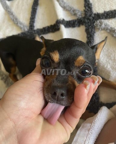 Pinscher nain