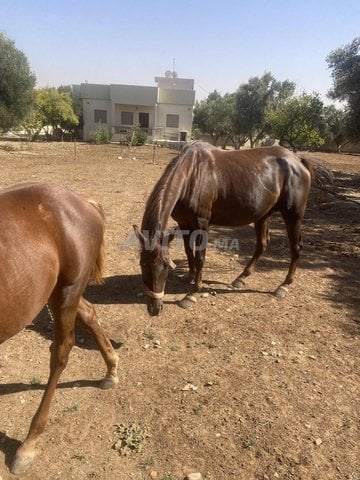 Cheval persan arabe femelle 