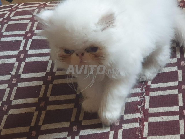 chat persan