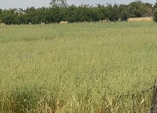 هكتار محفض وسط فيرمات 7كم من تيفلت 