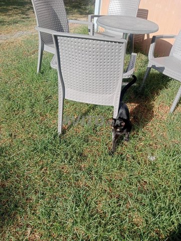 Chat Noir Belge