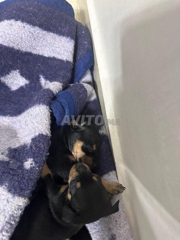 pinscher nain 
