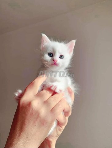 ongora turc bébé balnc 