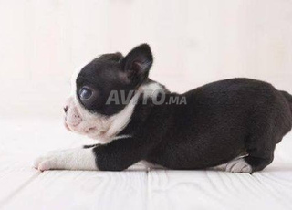 bouledogue français vacciné 