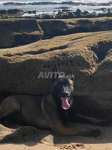 Malinois charboni 