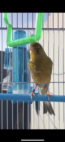 Canary avec cage