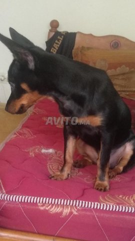 pinscher nain pure race 5mois