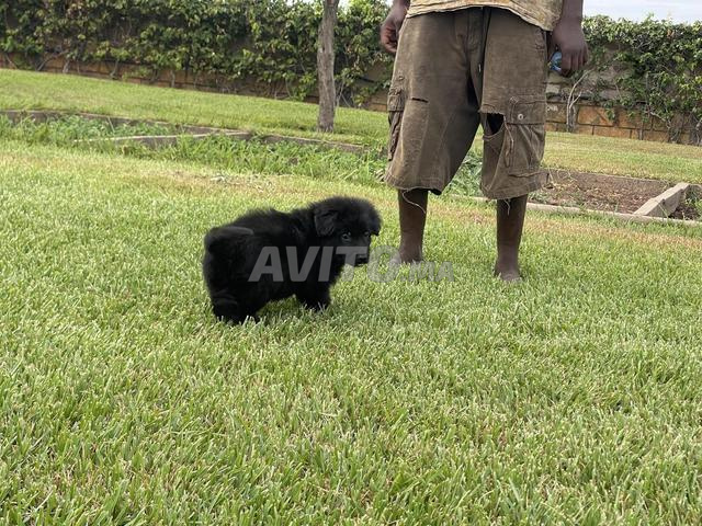 Chiot berger allemand noir cassé pedigree