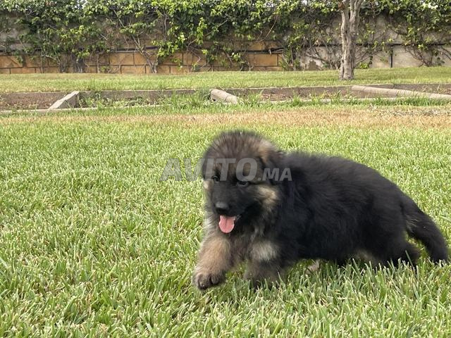 Chiot berger allemand noir cassé pedigree