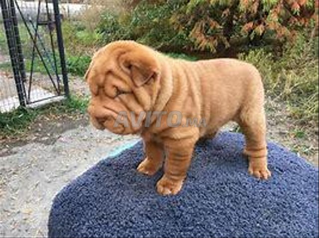 Chiots de shar pei chinois