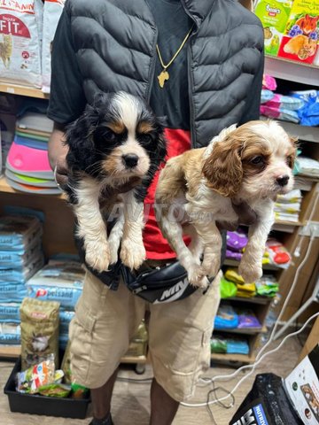 Chiots CAVALIER KING CHARLES mâle et femelle