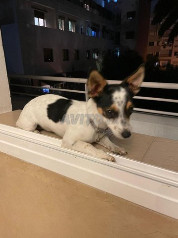 femelle jack russel race pure
