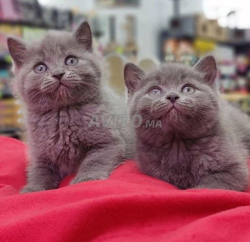 chat et chaton