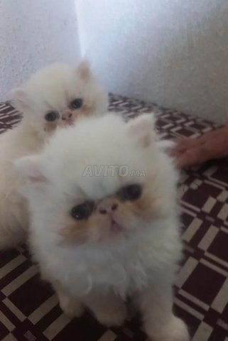 chat persan male 