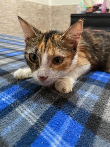 Chat ela qbl trbia - adoption