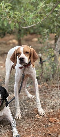 Chien pointer anglais 2 ans  pure race bien dressé