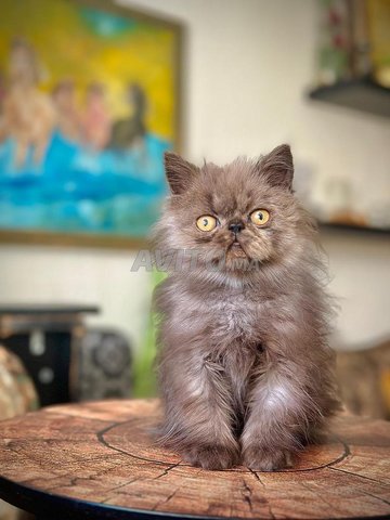 chat persan black smoke certifié 