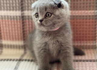 Scottish fold