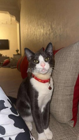 Un chat européen gris et blanc