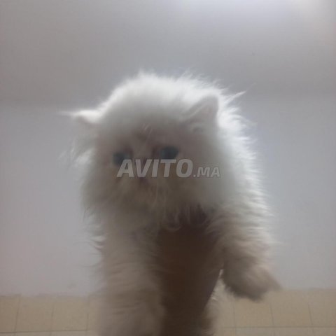 chat persan