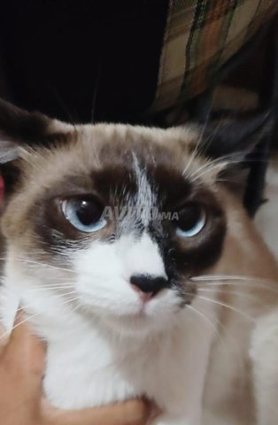 chat à adopter 