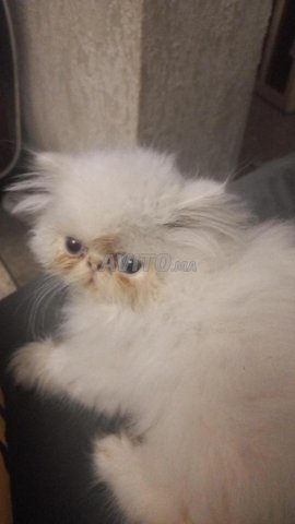 chat persan 
