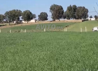 هكتار ونصف محفض على طريق 7كم تيفلت