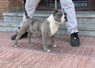 Femelle américaine bully 5 mois