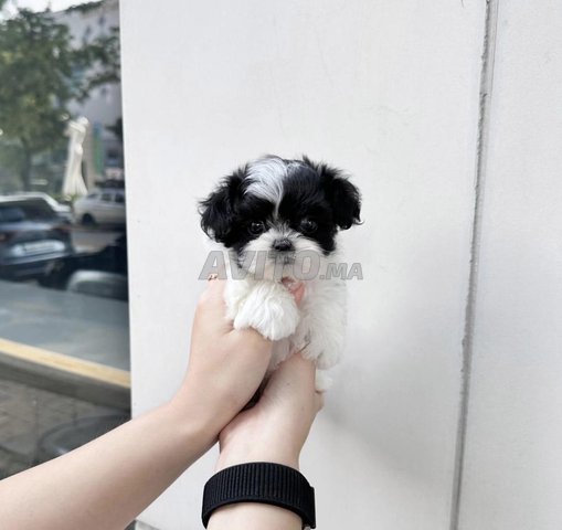 chiot heaven