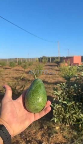 هكتار محفض واشجار افوكادو 14كم من بحراوي