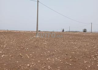 هكتار // والد سالم