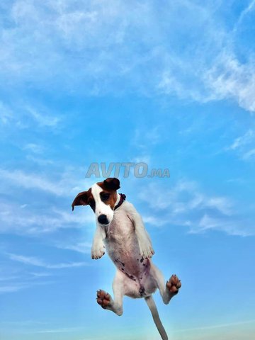 jack russel 