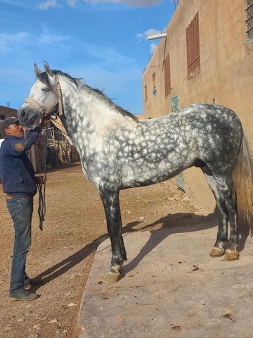 Cheval arabe barbe