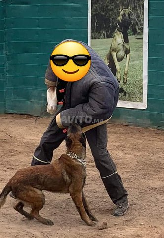 dressage et pension des chien