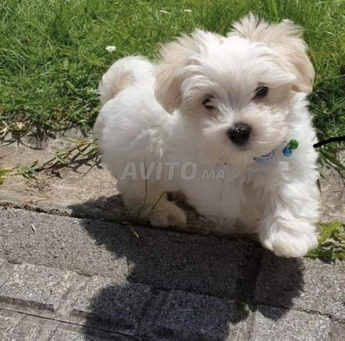 bichon maltais