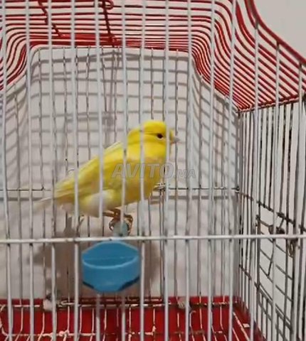 femelle canari