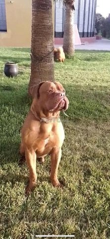 dog de Bordeaux 