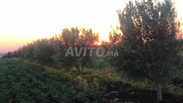 Ferme de 35 000 m² avec 570 oliviers