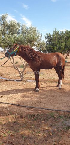 Cheval ARAB Barbe 