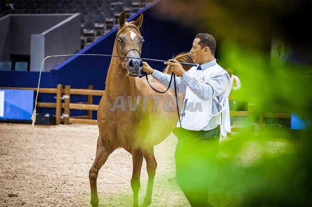 Jument pur sang arabe  ( cheval ) 