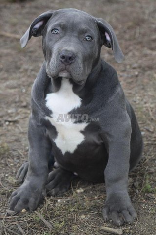 Bully American xxl