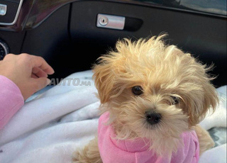 bich tout mignon dressé 