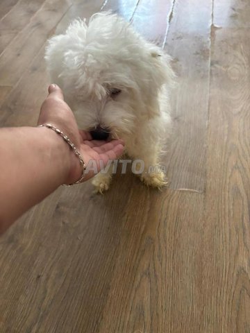 Bichon maltais male pure race