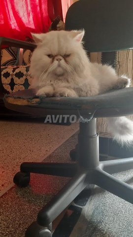 Male Chat persan de pure race