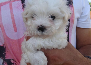 adorable chiots race bichon 