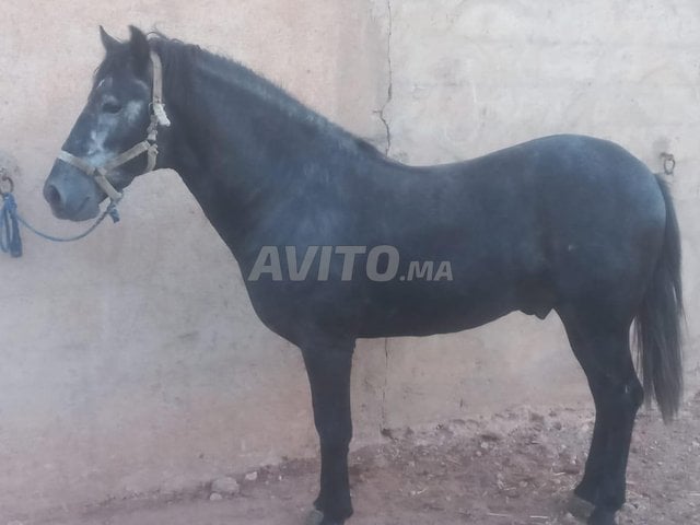 Cheval à Vendre / Arabe Barbe